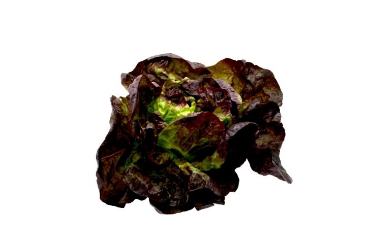 Lechuga Salanova Roja (Pieza)